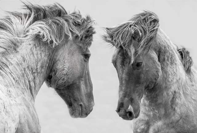 Confrontation Two Horses