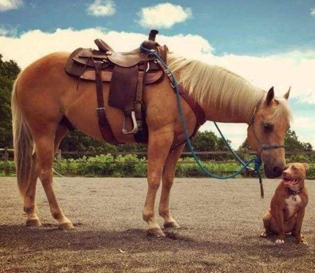 Diamond Painting - Horse and Dog