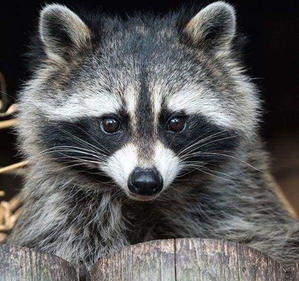 Diamond Painting - Pretty Raccoon