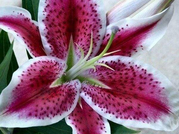 Diamond Painting - Red Lily