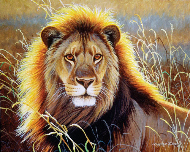 Lion in the savannah