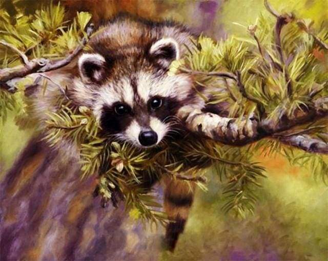 Raccoon