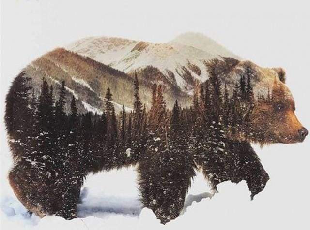 Snow Landscape Bear