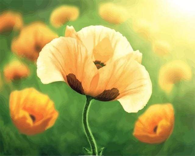 Tulips in full bloom